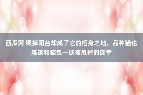 西瓜网 毁掉阳台却成了它的栖身之地，品种猫也难逃和猫包一谈被甩掉的侥幸